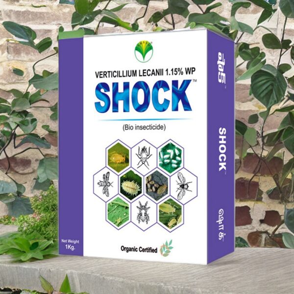006 Product Shock a